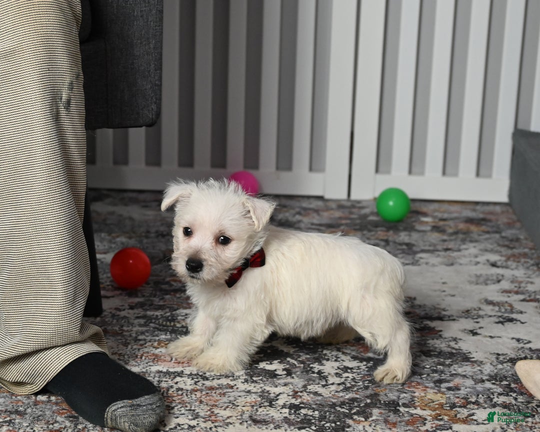 West Highland Terrier dogs for sale: Chip - Ad 2
