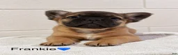 French Bulldog dogs for sale: Frankie FLUFFY - Ad 4