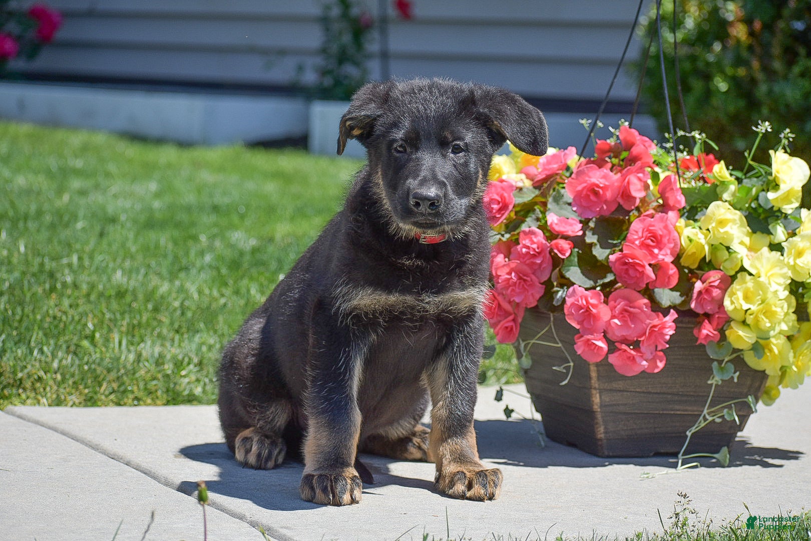 German Shepherd dogs Hayden - Ad 1