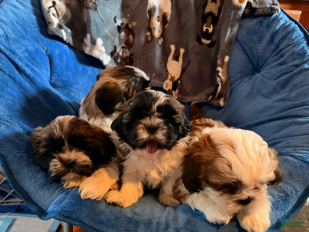 Shih Tzu dogs for sale: Dallas - Ad 4