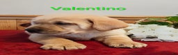Goldador dogs for sale: Valentino - Ad 5