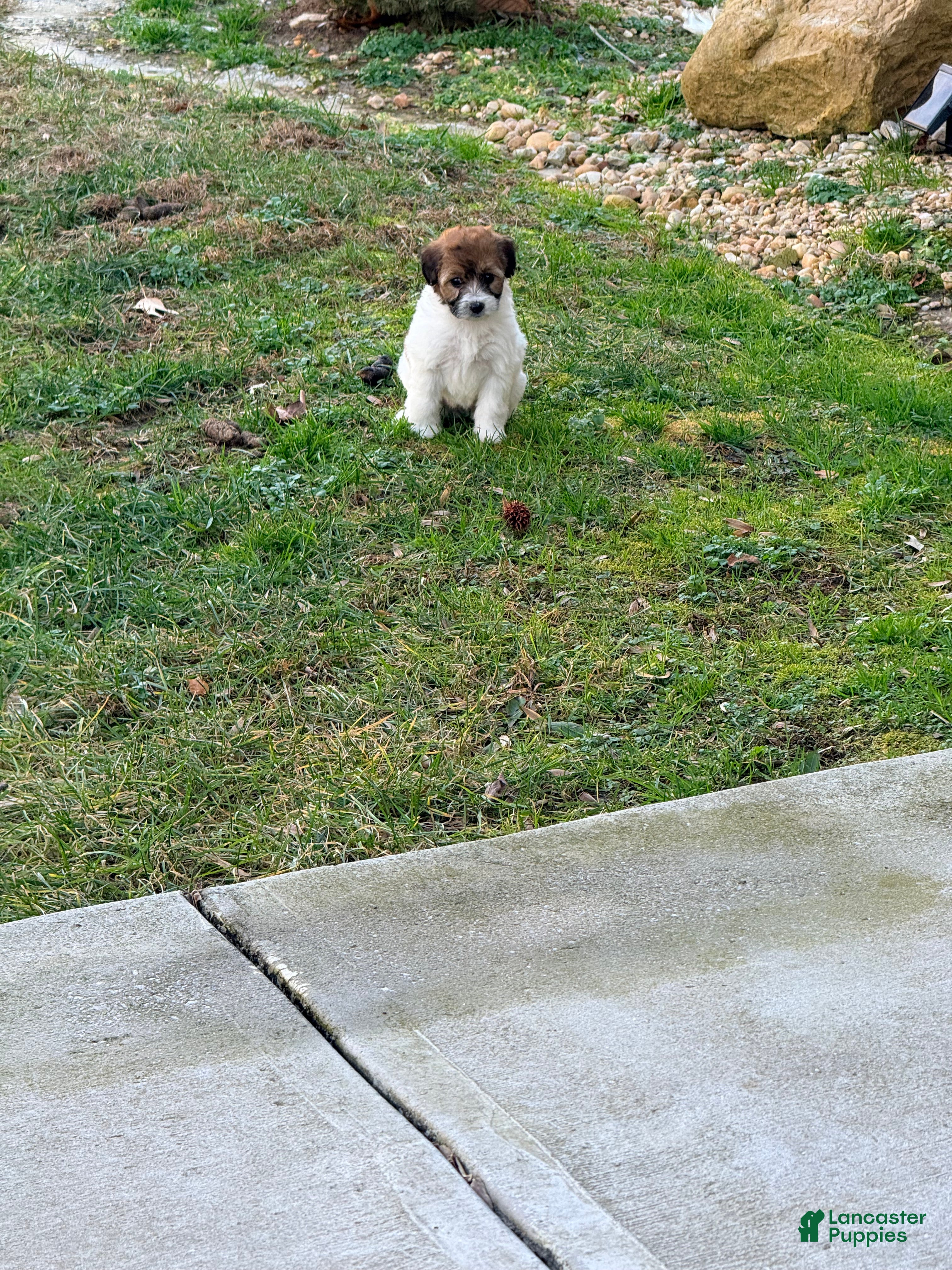 Pomapoo dogs Brooklyn - Ad 36