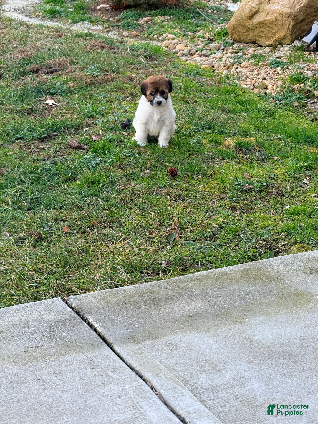 Pomapoo dogs for sale: Brooklyn - Ad 1