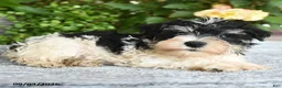 Miniature Schnauzer dogs for sale: Shawn  - Ad 3
