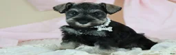Miniature Schnauzer dogs for sale: Raven | Miniature Schnauzer - Ad 4