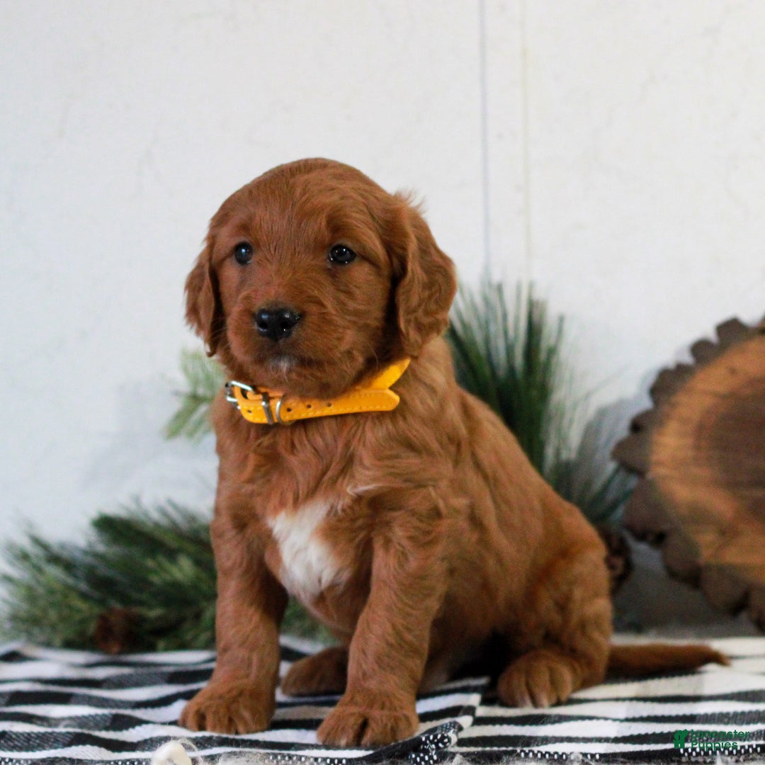 Goldendoodle dogs for sale: Felix  - Ad 2