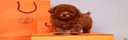 Toy Poodle dogs for sale: HERMES Teacup Toy Poodle Puppy - Ad 4