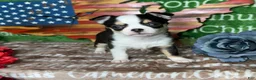 Chihuahua dogs for sale: Jethro Black Tricolor Short Coat - Ad 3