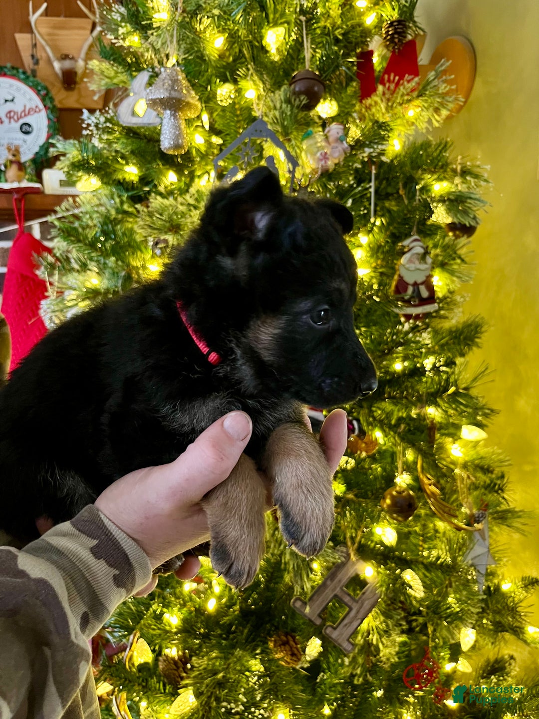 German Shepherd dogs for sale: Dancer - Ad 3