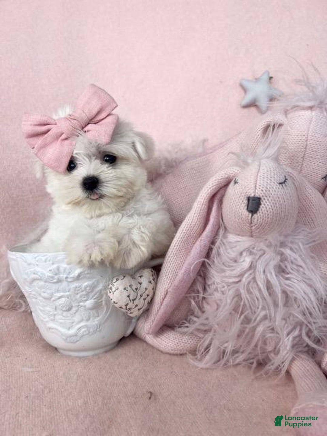 Maltese dogs for sale: Meet Myrta! Maltese Puppy - Ad 1