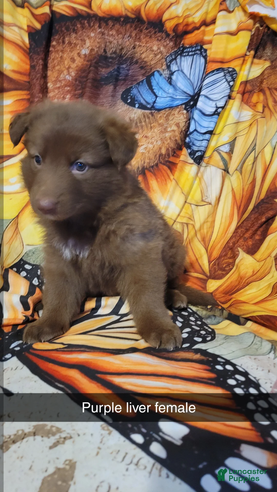 German Shepherd dogs for sale: Purple Liver girl - Ad 2