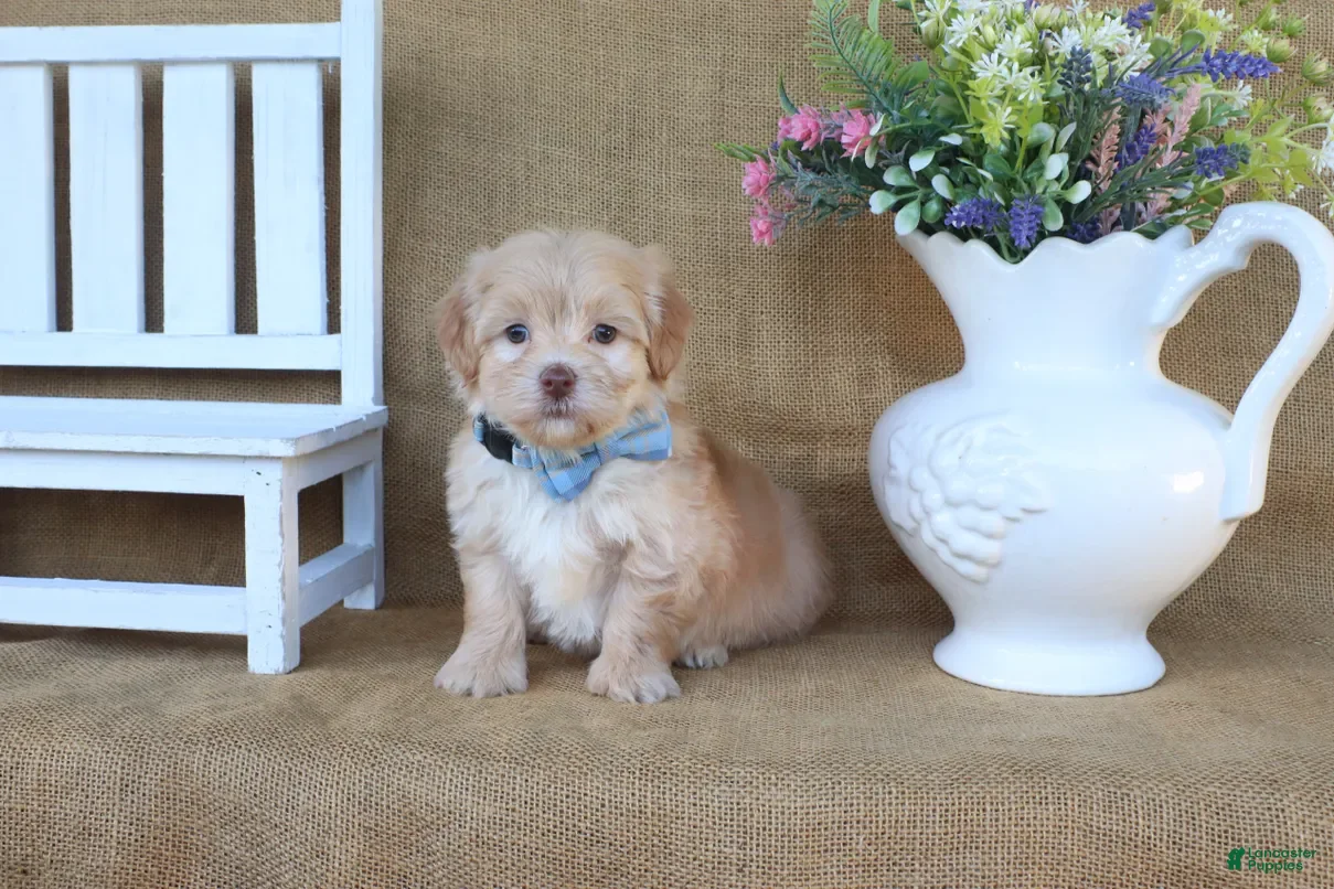 Havanese dogs Hayes - Ad 2
