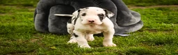 Great Dane dogs for sale: Joy - Ad 8