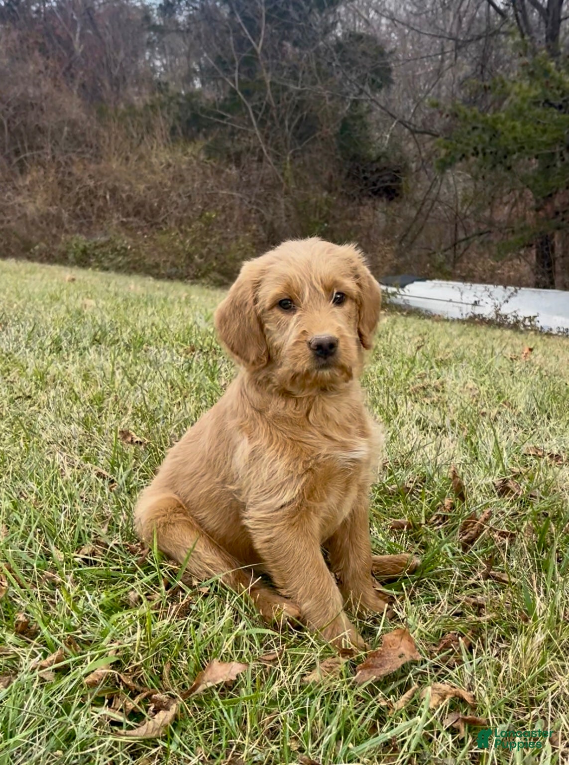 Labradoodle dogs Jade  - Ad 2