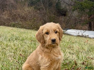 Labradoodle dogs Jade - Ad 1