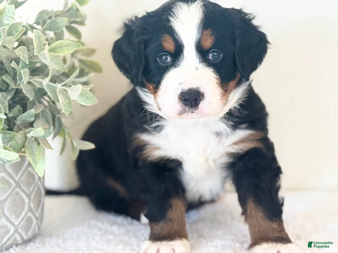Bernese Mountain Dog dogs for sale: Bernese Mountain Dog Puppy 1 - Ad 3