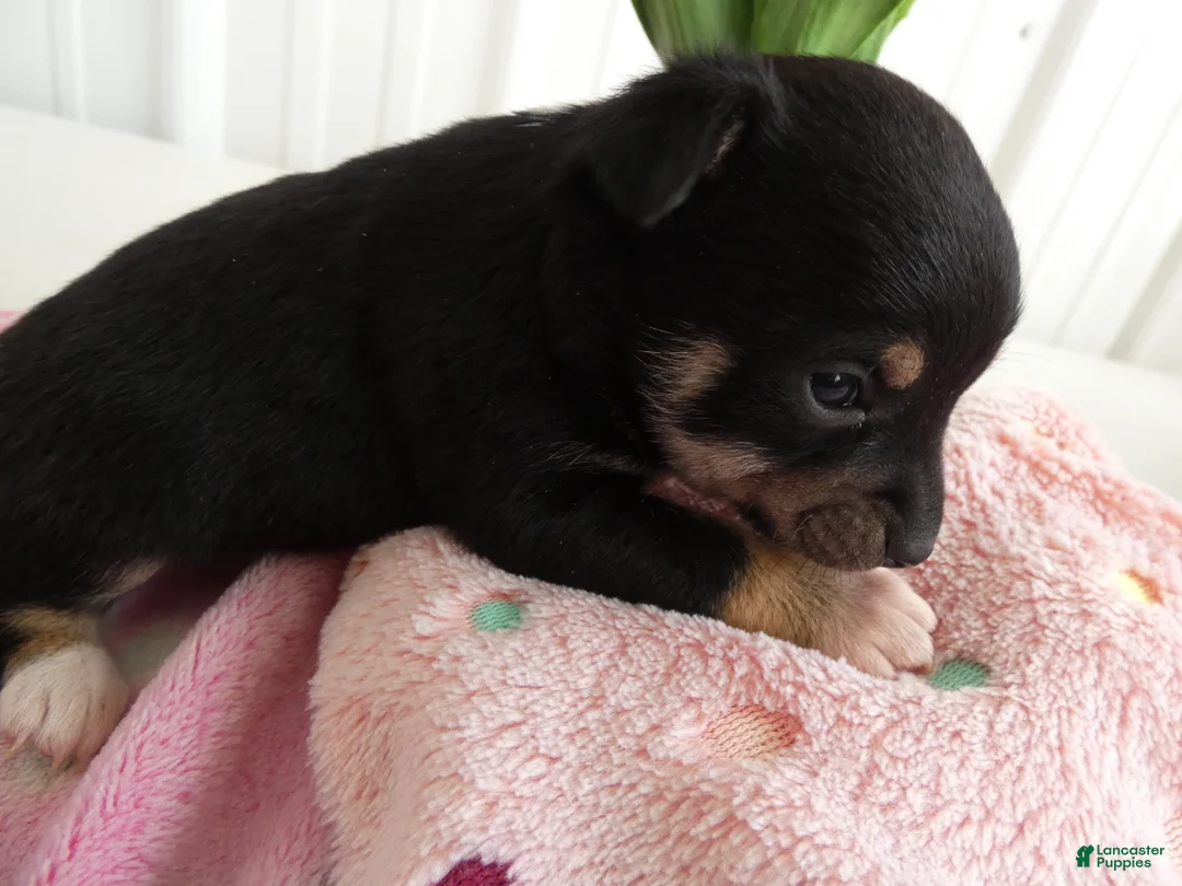 Chihuahua dogs for sale: Chihuahua Puppy 3 Score - Ad 2