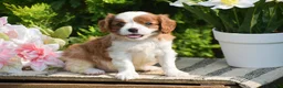 Cavalier King Charles Spaniel dogs for sale: Sugar - Ad 4