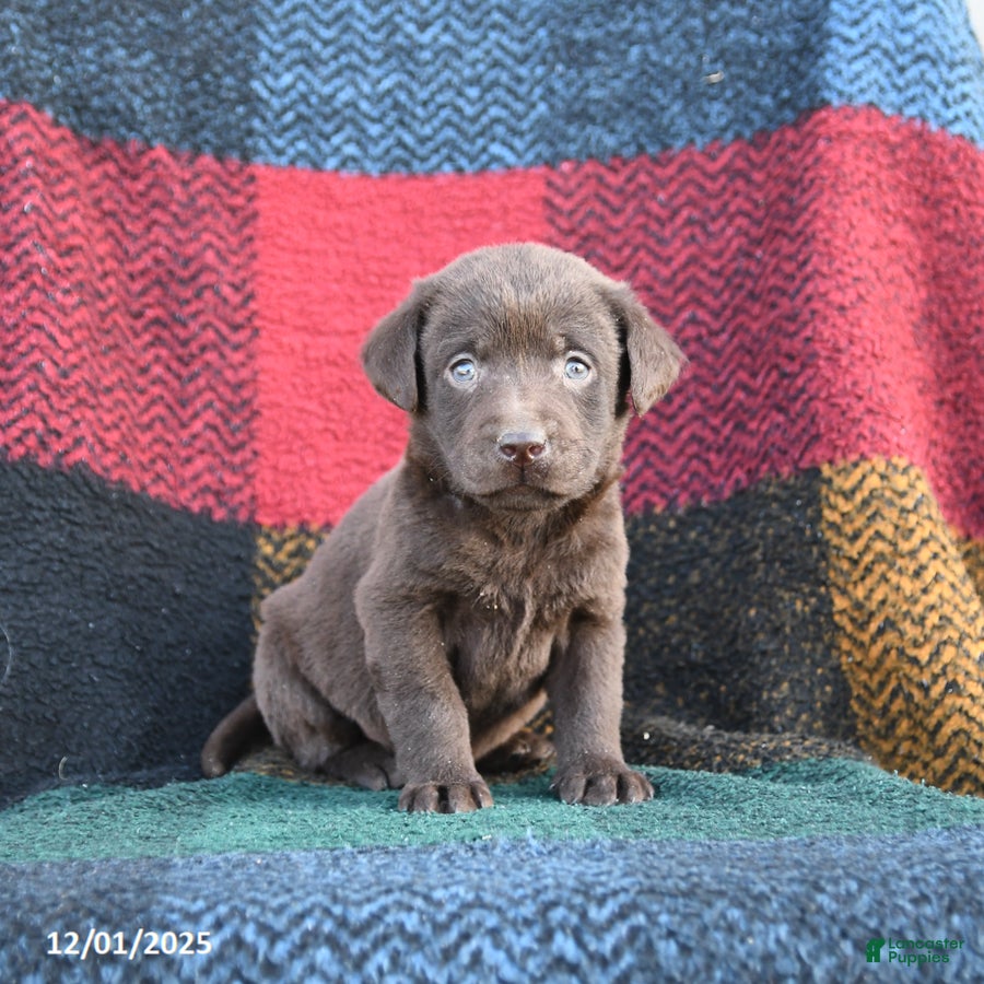 Labrador Retriever dogs Colt - Ad 40