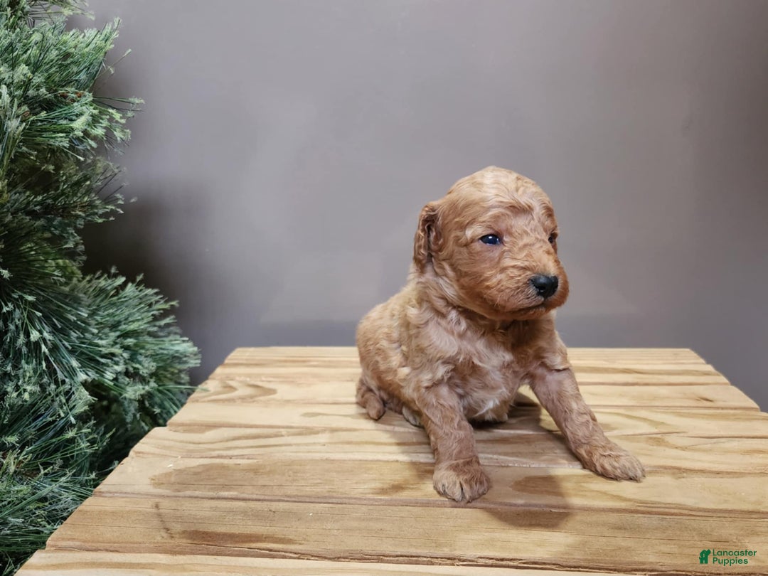 Mini Goldendoodle dogs for sale: Nash - Ad 12