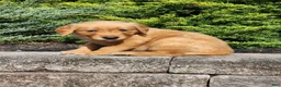 Golden Retriever dogs for sale: Chief - Ad 5