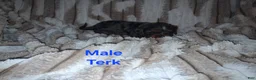 Cavalier King Charles Spaniel dogs for sale: Terk - Ad 2