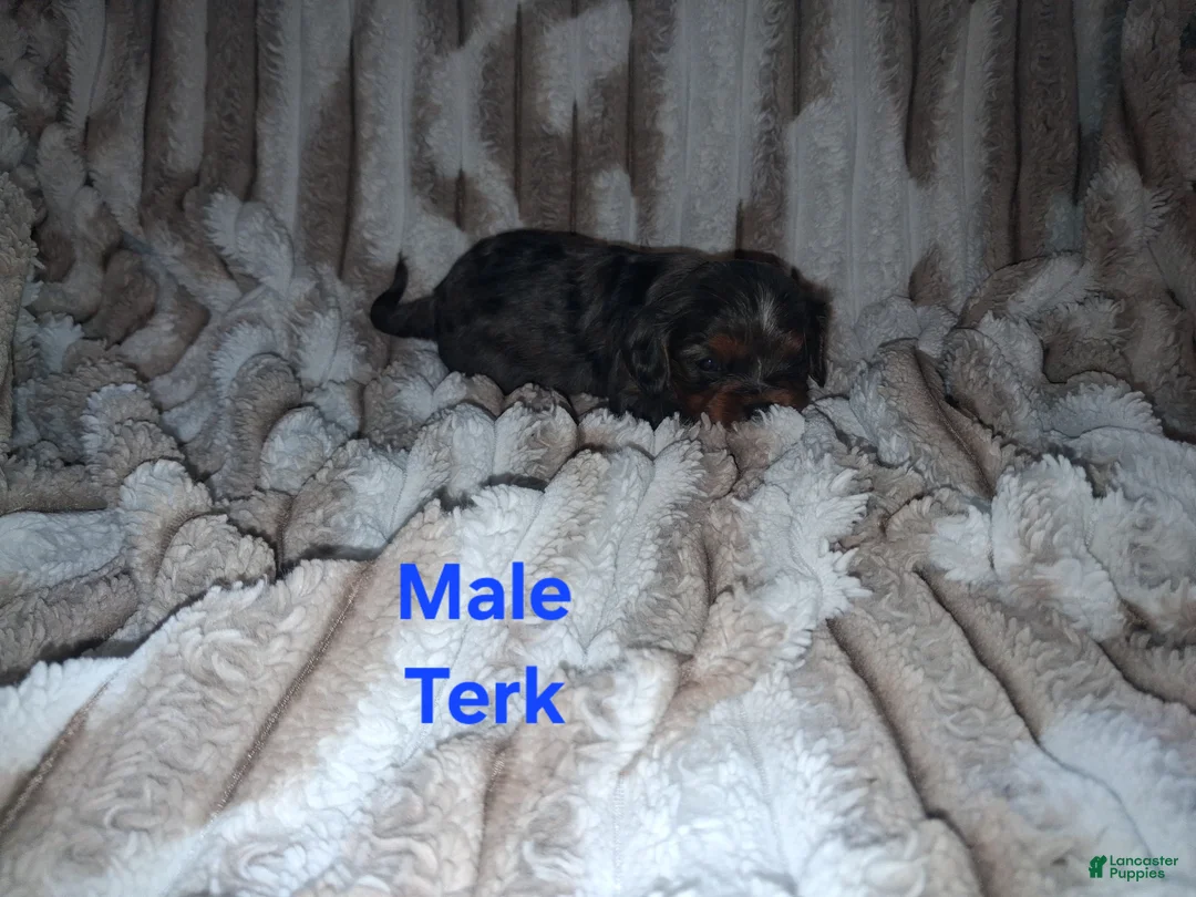 Cavalier King Charles Spaniel dogs for sale: Terk - Ad 2
