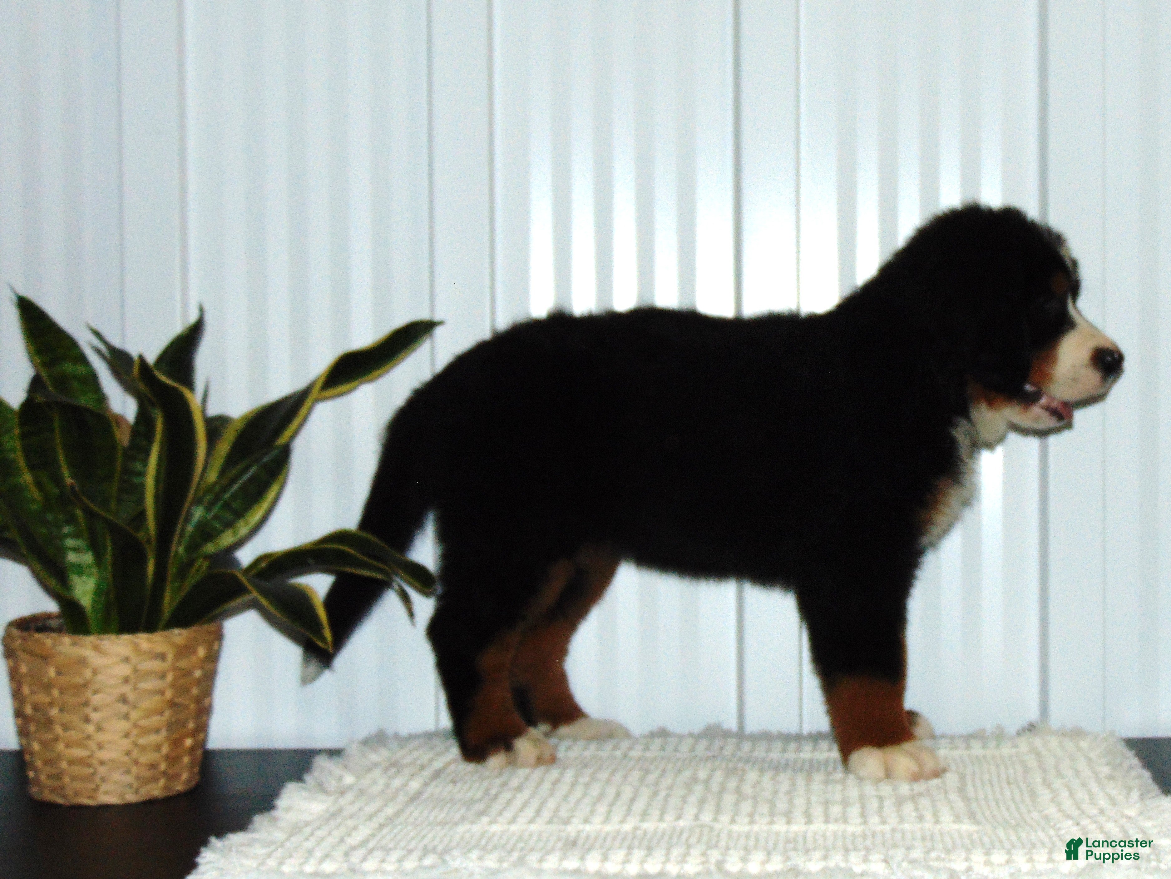 Bernese Mountain Dog dogs Bella - Ad 2