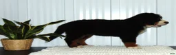 Bernese Mountain Dog dogs for sale: Bella - Ad 2
