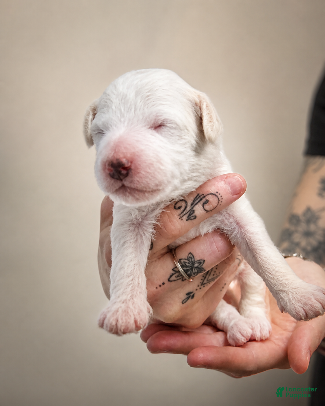 Mini Goldendoodle dogs LATTE🐾 - Ad 3