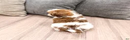 Shih Tzu dogs for sale: Cleo - Ad 5