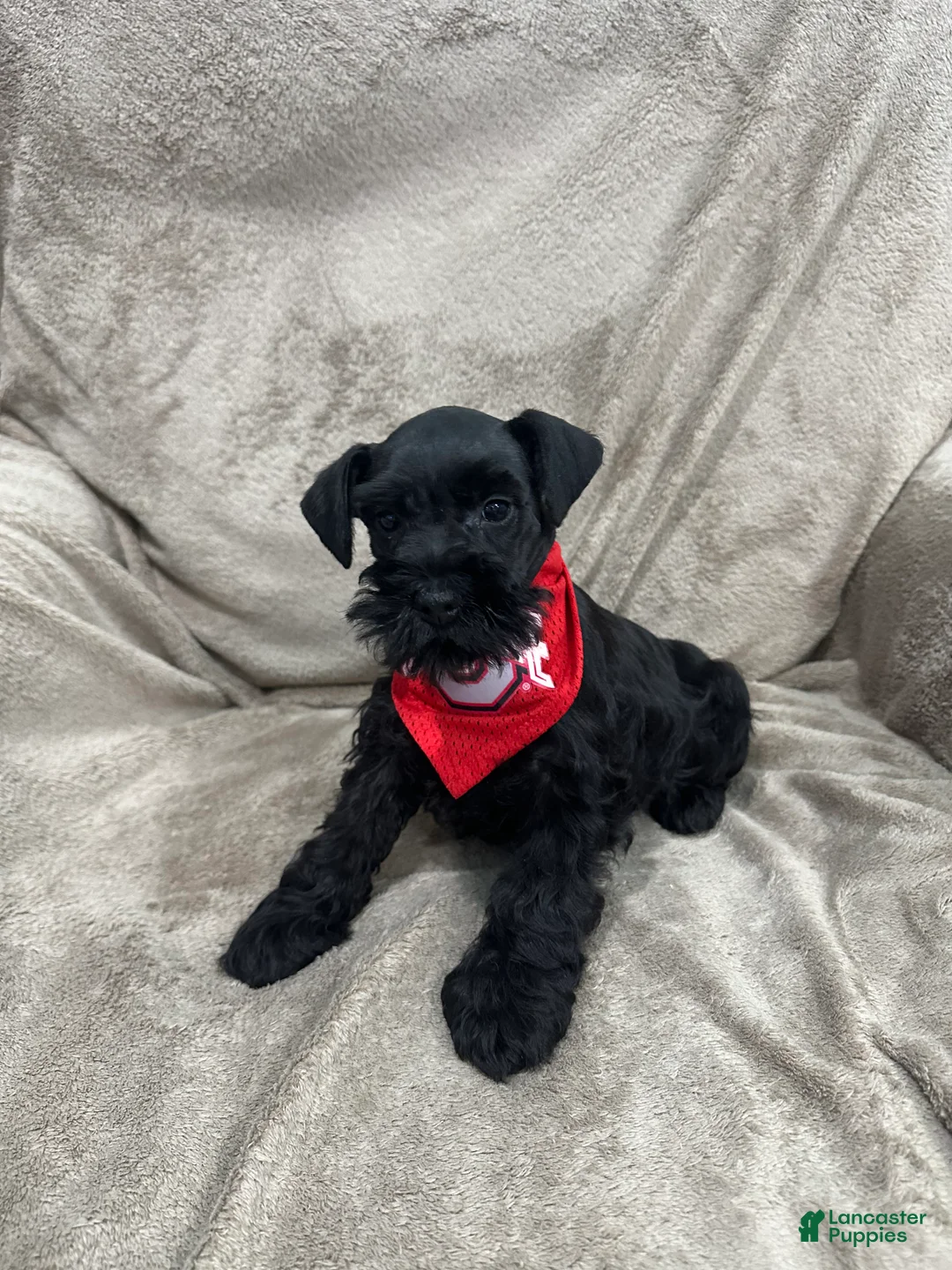 Miniature Schnauzer dogs for sale: Bailey  - Ad 2
