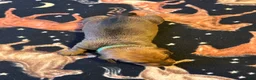 Dachshund dogs for sale: Teddy - Ad 4