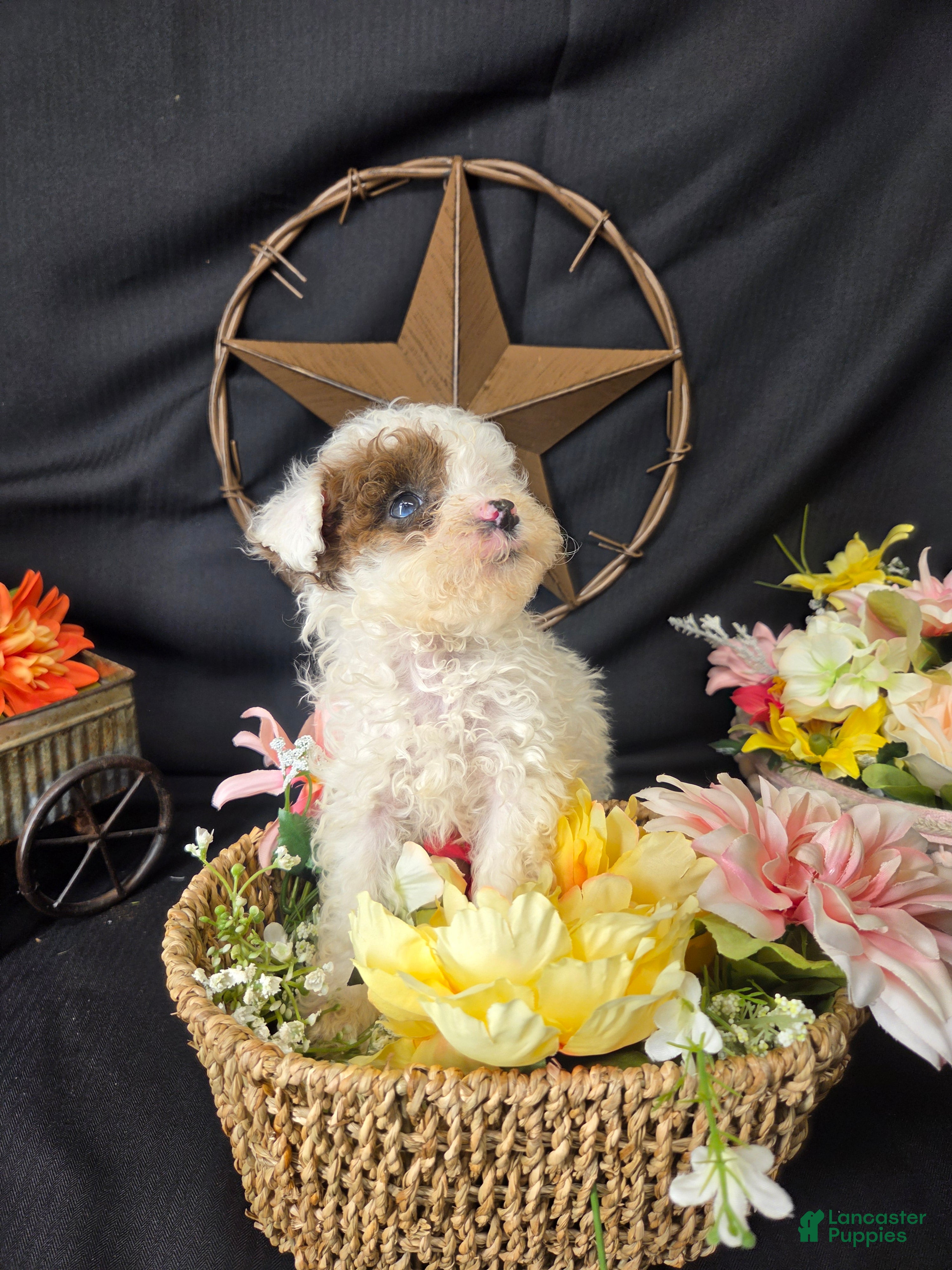Miniature Poodle dogs Zoe - Ad 2