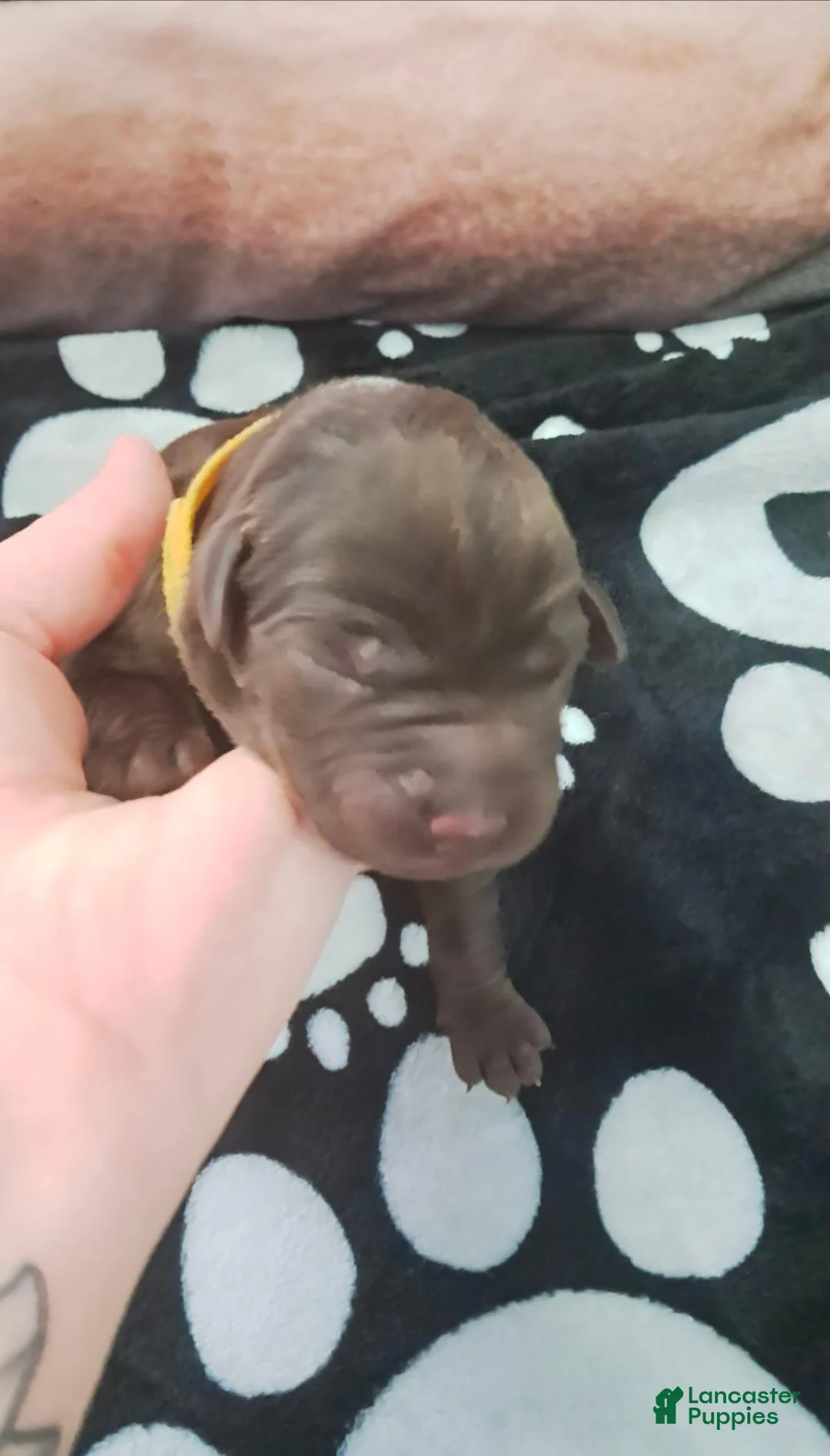 Labrador Retriever dogs for sale: Labrador Retriever 4 - Ad 1