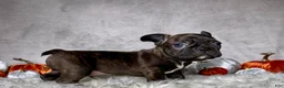 Mixed Breed dogs for sale: Mr. Bruce - Ad 7