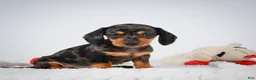 Miniature Dachshund dogs for sale: Basil - Ad 1