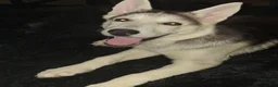 Gerberian Shepsky dogs for sale: sunny - Ad 3