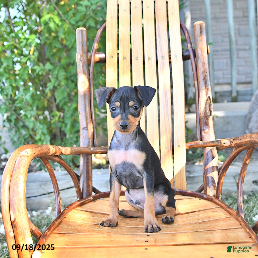 Doberman Pinscher Puppies Min Pin Rat Terrier Mix For Sale