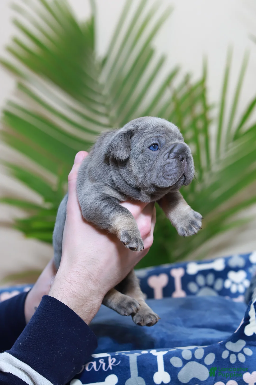 French Bulldog dogs for sale: Ralf  - Ad 8