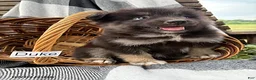 Pomsky dogs for sale: Duke - Ad 6