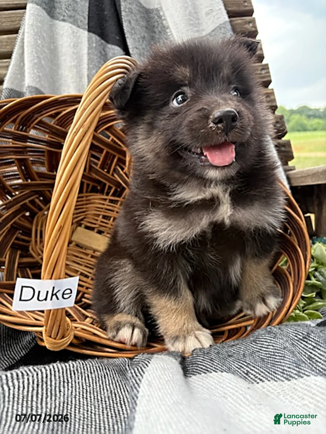 Pomsky dogs for sale: Duke - Ad 6