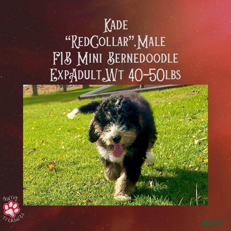 Mini Bernedoodle dogs Kade “Red Collar” Male - Ad 12