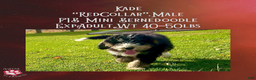 Mini Bernedoodle dogs for sale: Kade “Red Collar” Male - Ad 3