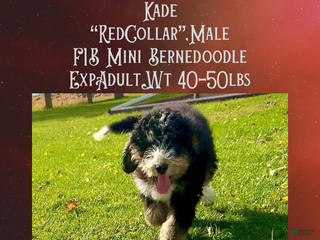 Mini Bernedoodle dogs Kade “Red Collar” Male - Ad 15