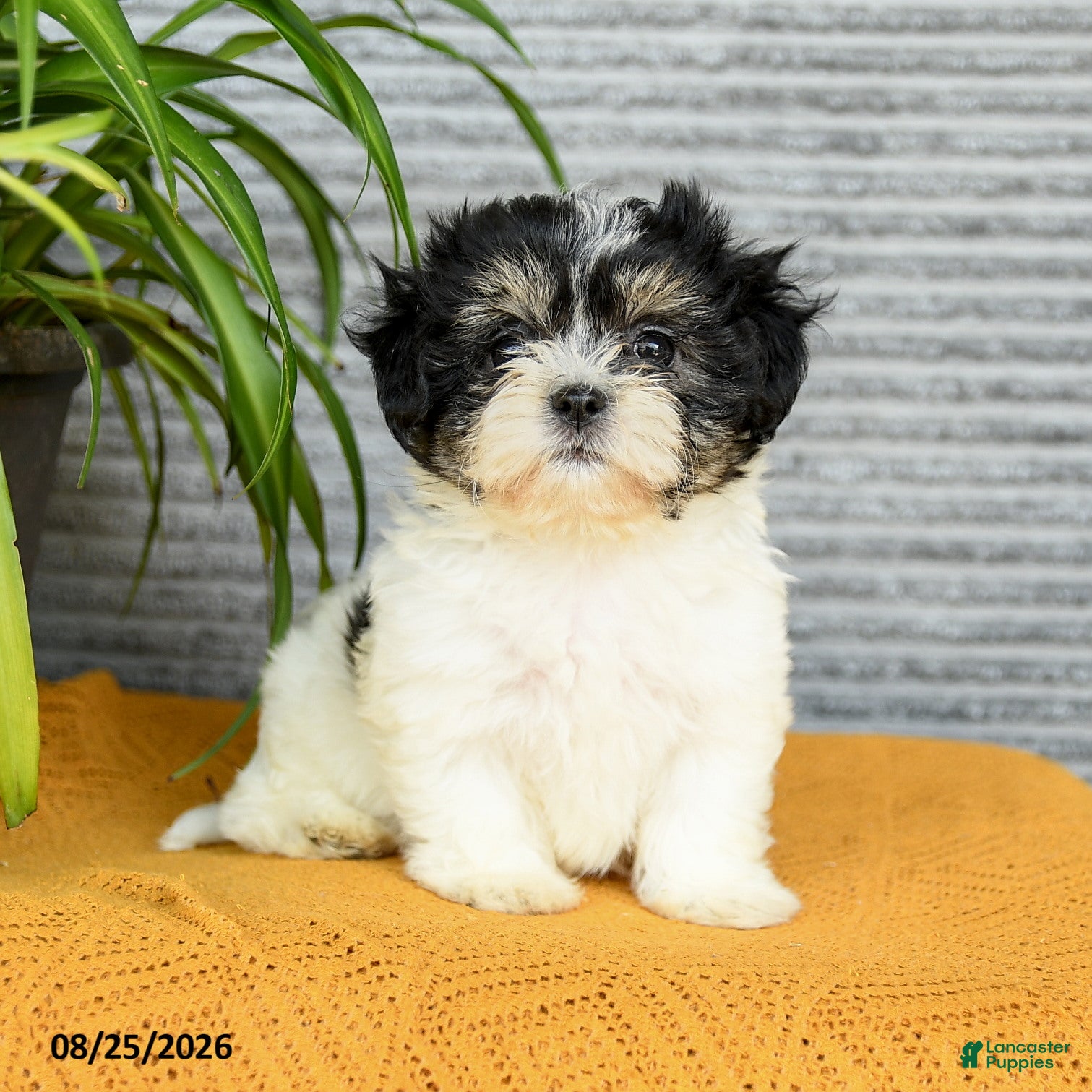 Teddy Bear dogs Jade - Ad 1