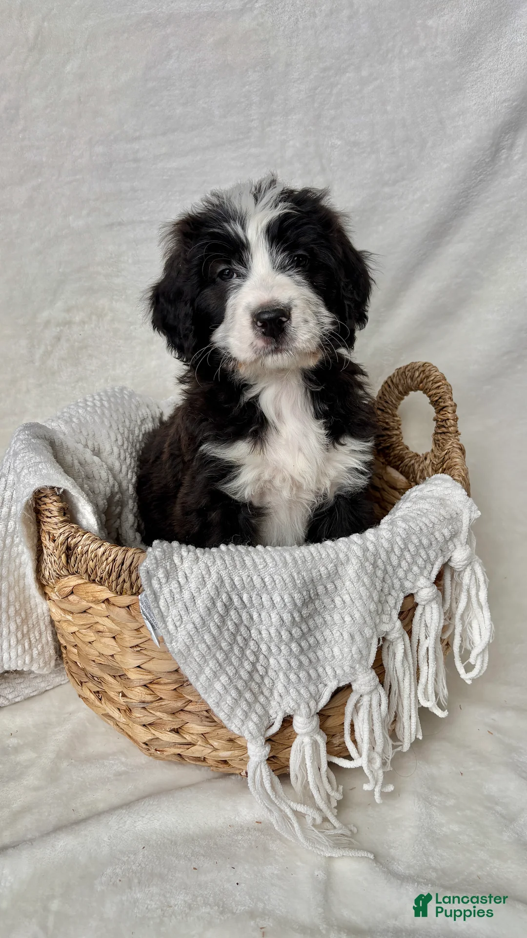 Bernedoodle dogs for sale: Milo - Ad 5