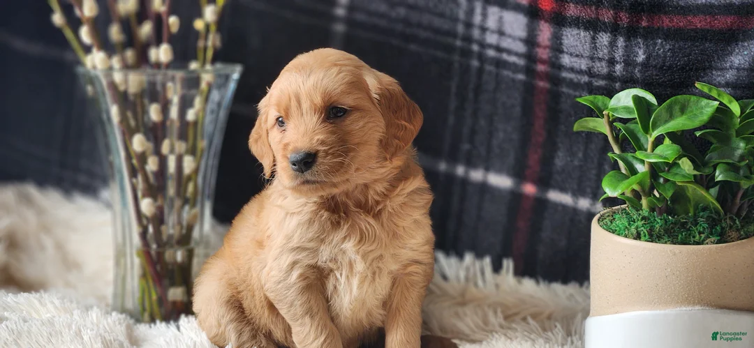 Golden Retriever dogs for sale: Laredo - Ad 5
