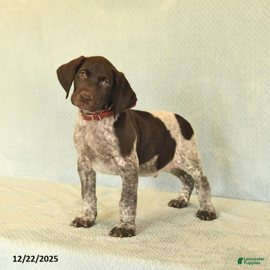 German Shorthaired Pointer dogs for sale: Trooper - Ad 1