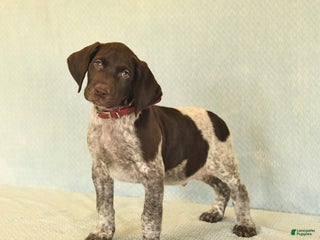 German Shorthaired Pointer dogs Trooper - Ad 2